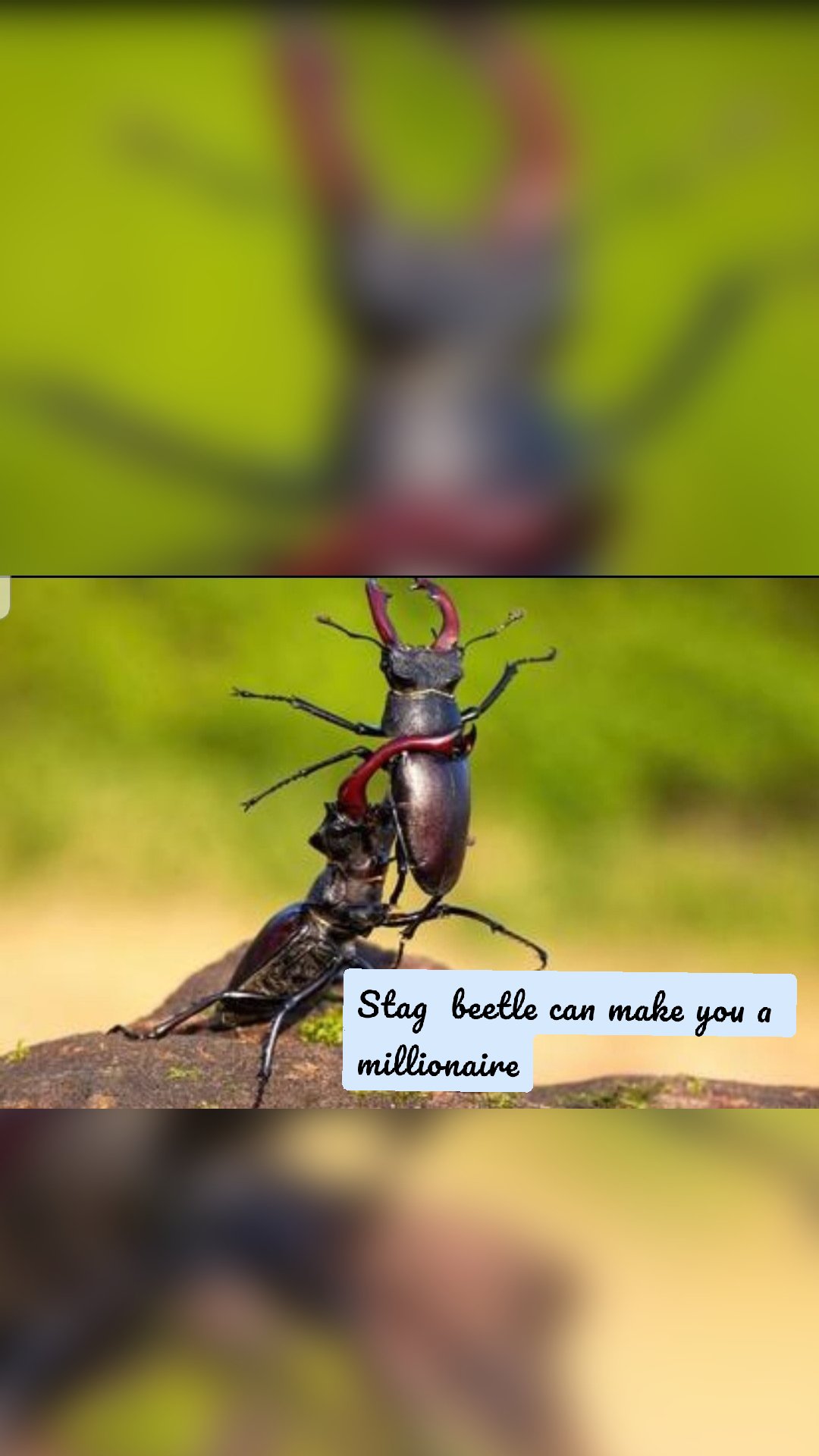 Stag  beetle can make you a millionaire